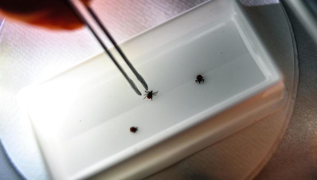 С начала года к медикам обратились более шести тысяч человек.