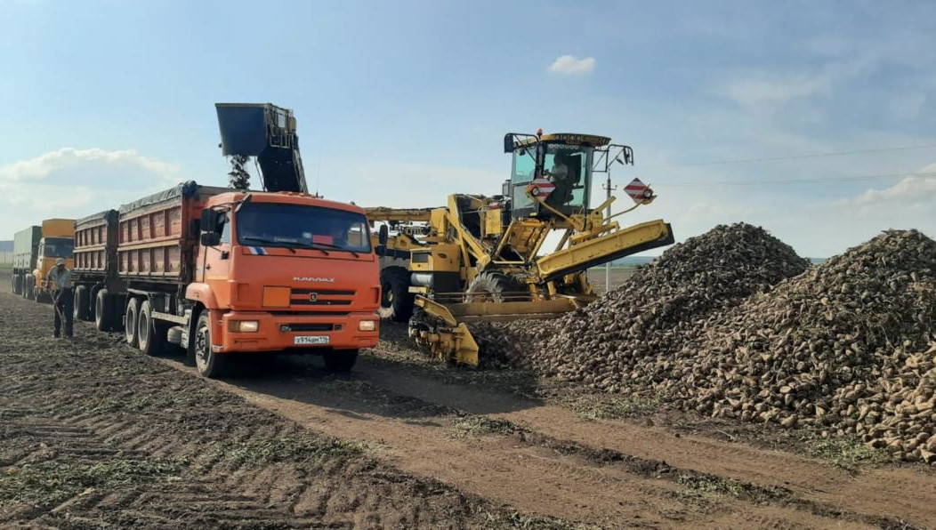 Урожайность составляет 230 центнеров с гектара.