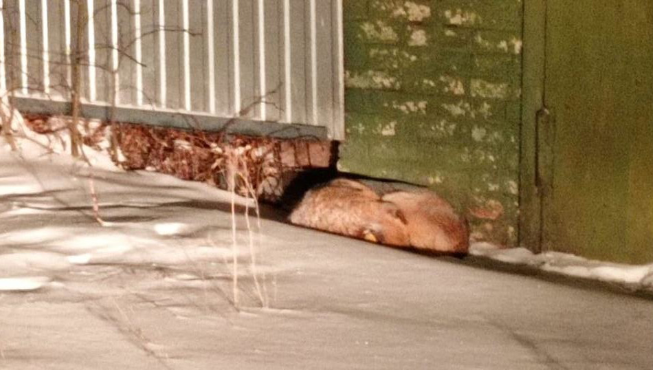 Пострадавшей девочке пришлось обращаться в больницу.