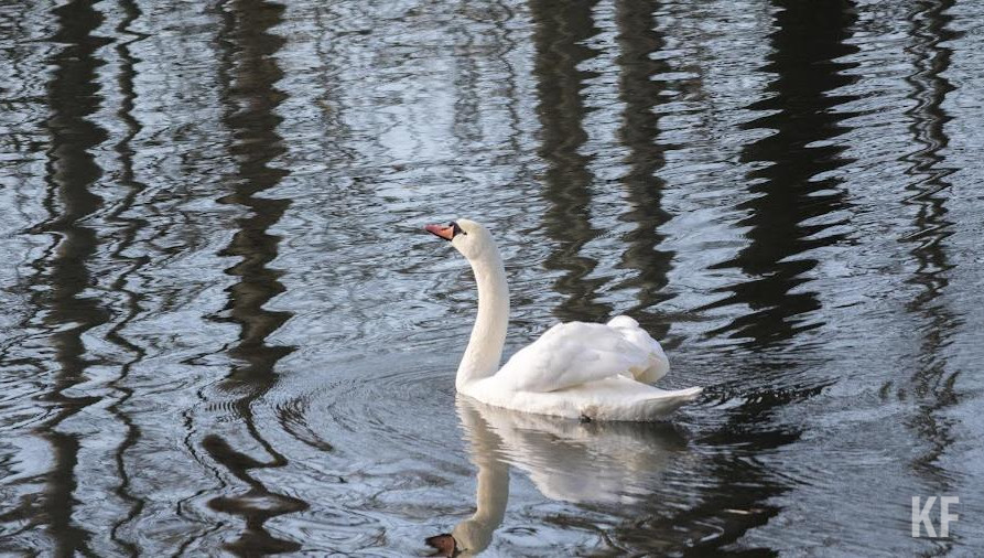 Спасатели угодили в те же рыболовные сети