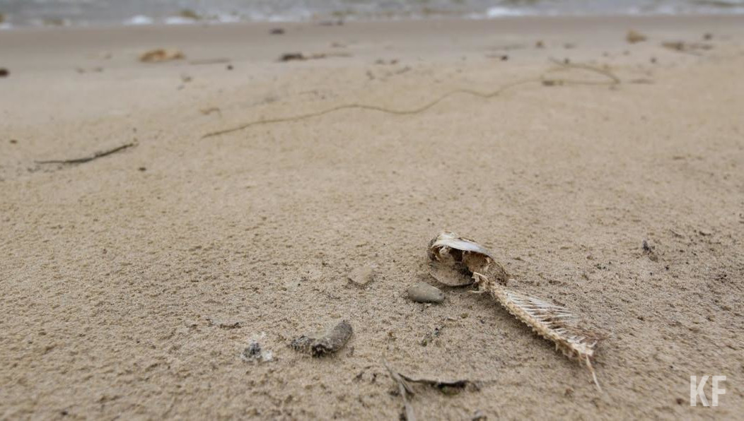 Доска была взята в прокат на Царском пляже в районе мыса Фиолент.