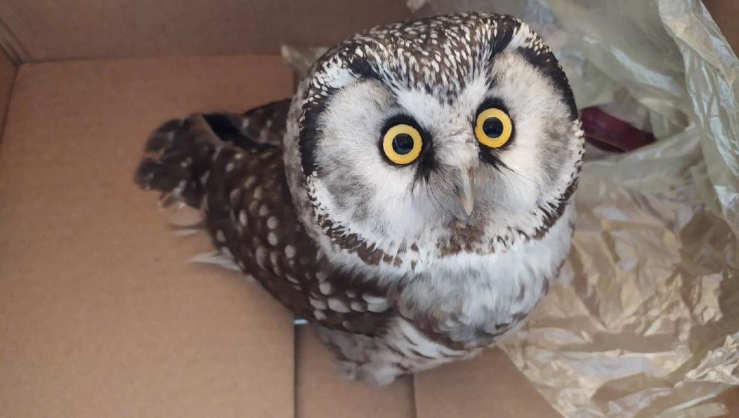 Орнитолог просит помощи: нужны мыши.