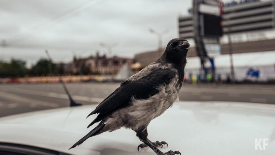 Вороны лежали на участке по улице 30 лет Победы.