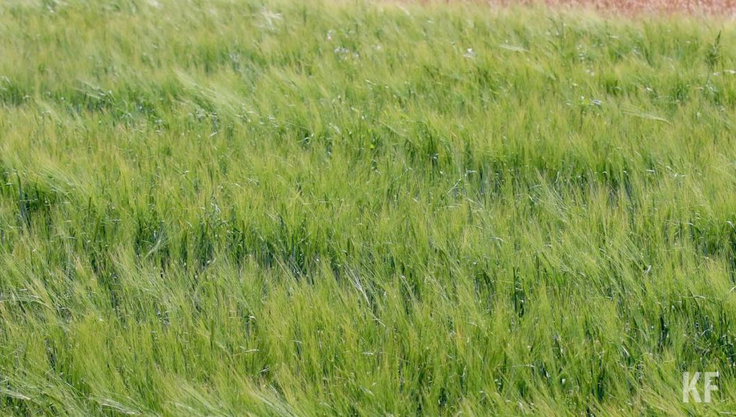 В Татарстане зеленодольская полиция нашла 13 мест