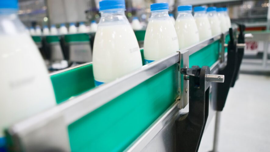 Dairy Plant. Conveyor with milk bottles.