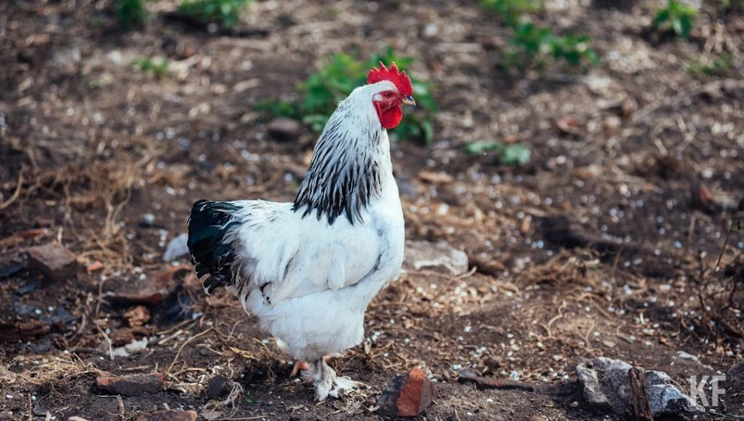 Эпизодический очаг заражения обнаружили на птицефабрике.