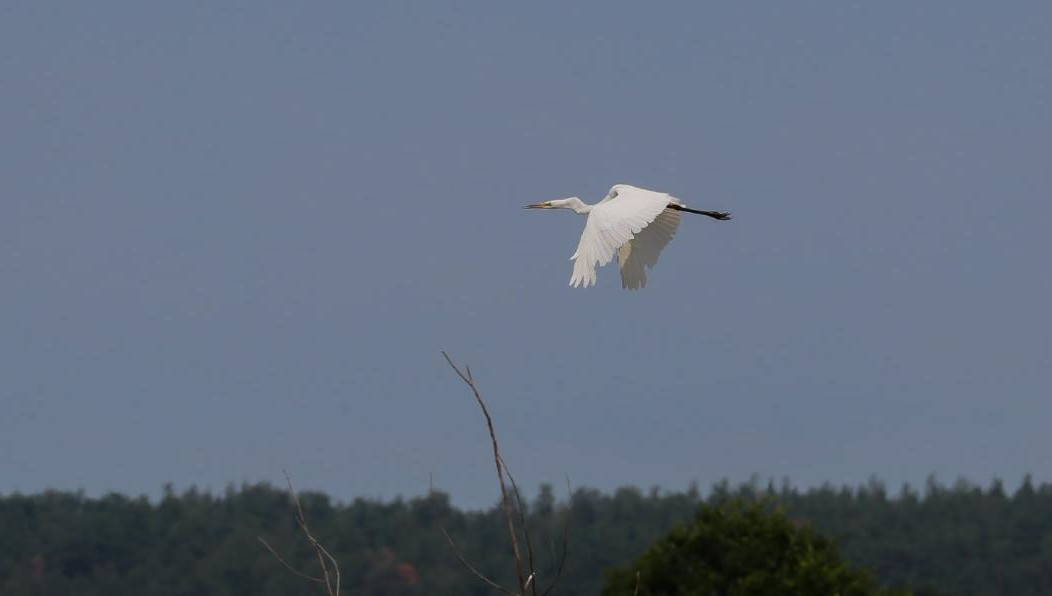 Птица весьма недоверчивая