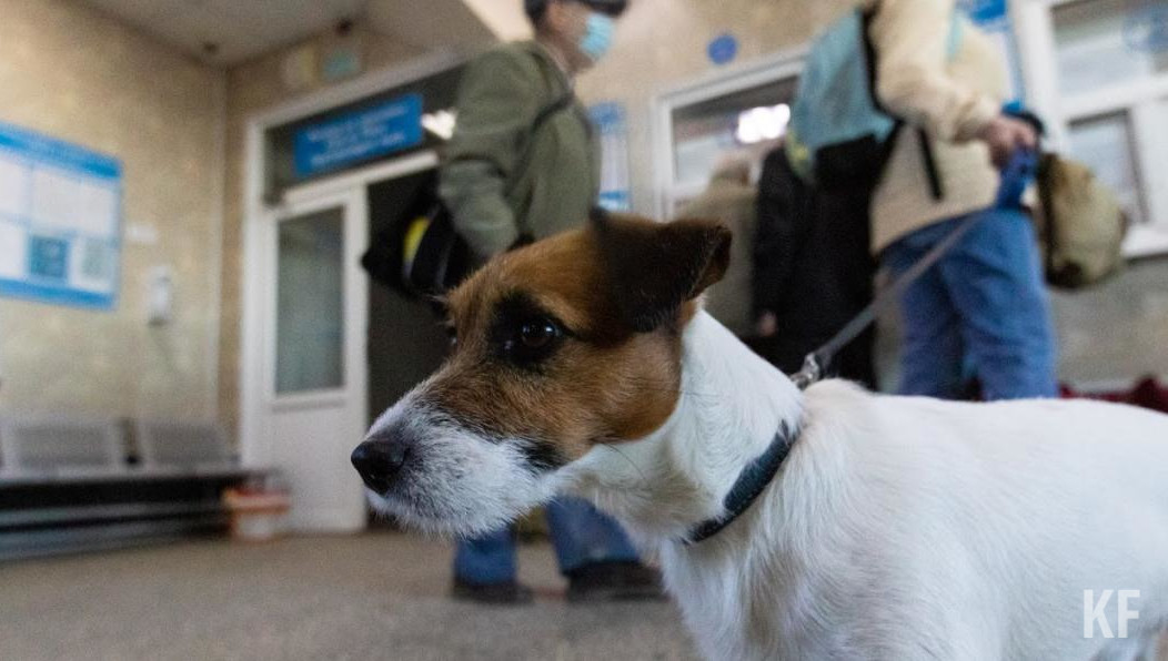 Также можно оформить ветпаспорт для животного.