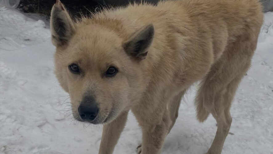 Общероссийский народный фронт просит прокуратуру отменить штраф.