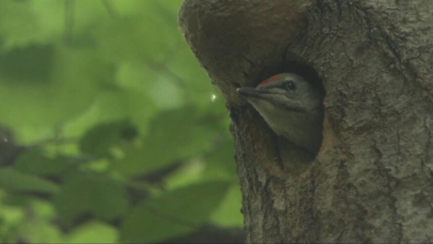 Птица внесена в Красную книгу республики.