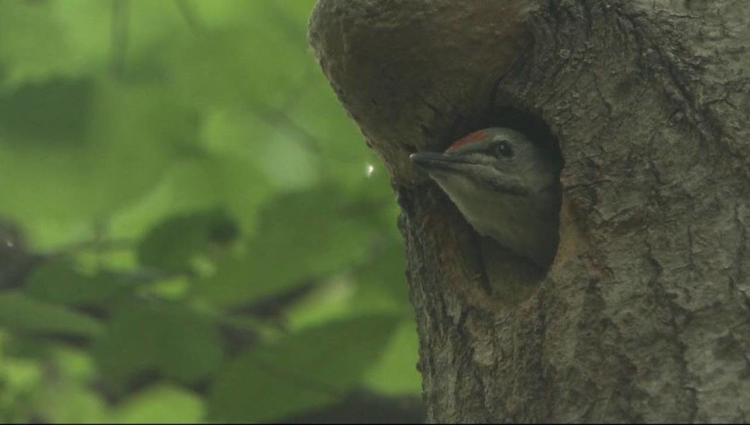 Птица внесена в Красную книгу республики.