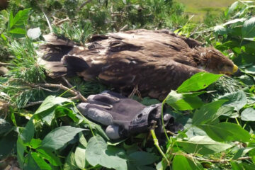 В регионе младшую из птиц нашли в лесу с тяжелыми травмами.