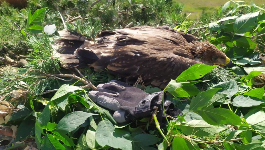 В регионе младшую из птиц нашли в лесу с тяжелыми травмами.