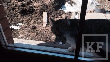 Глава минздрава РТ Адель Вафин опубликовал в микроблоге фото своей кошки по кличке Дашкалар с добычей в зубах