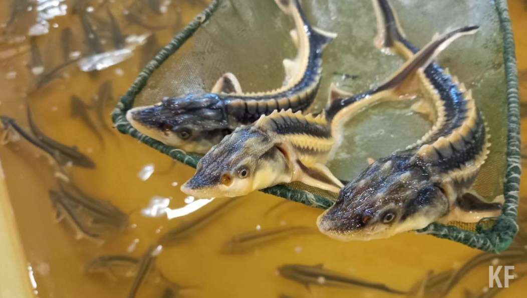 Чтобы восстановить биоресурсы водоема