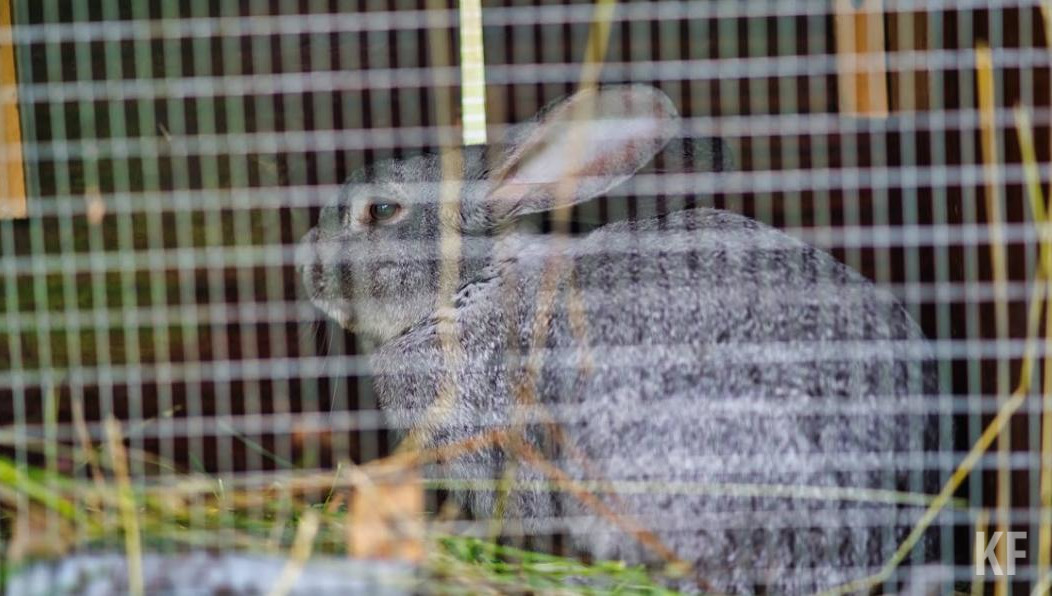 Судя по предварительным данным