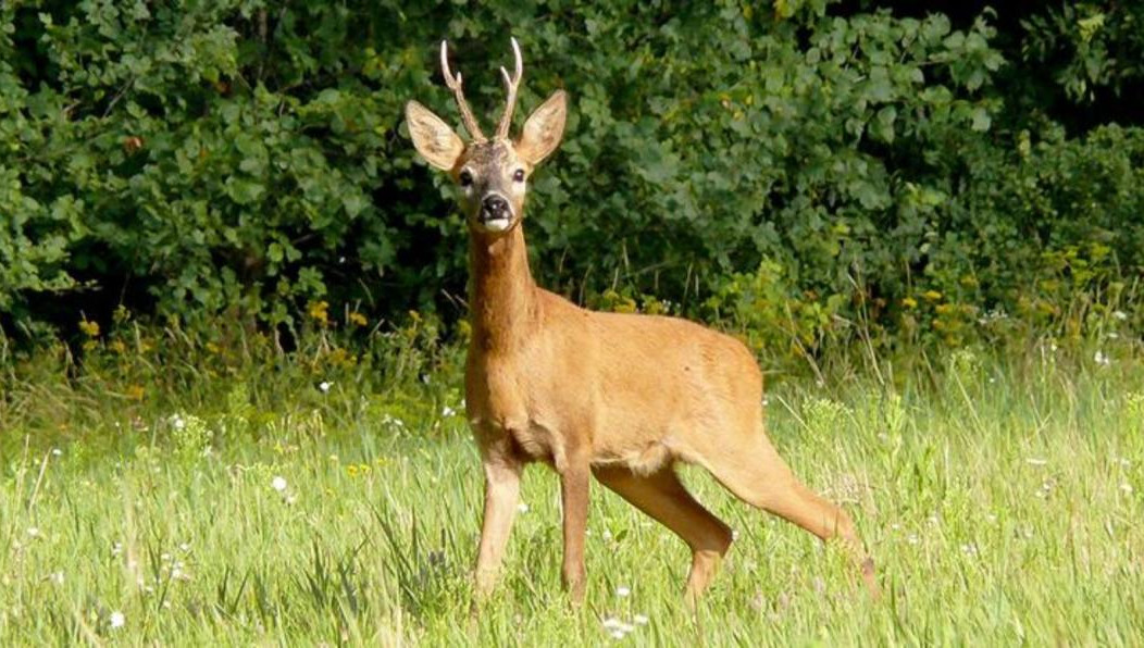 Больше всего их в Бавлинском и Бугульминском районах республики.