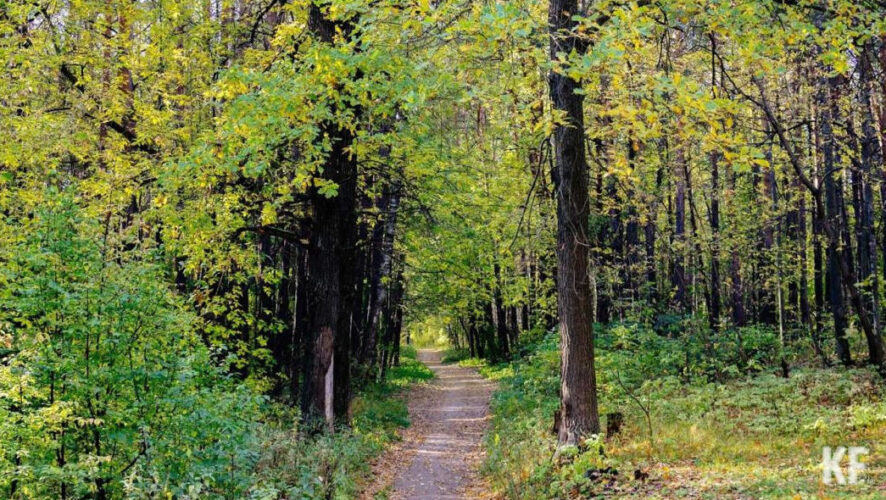 Сейчас идет закупка посадок.