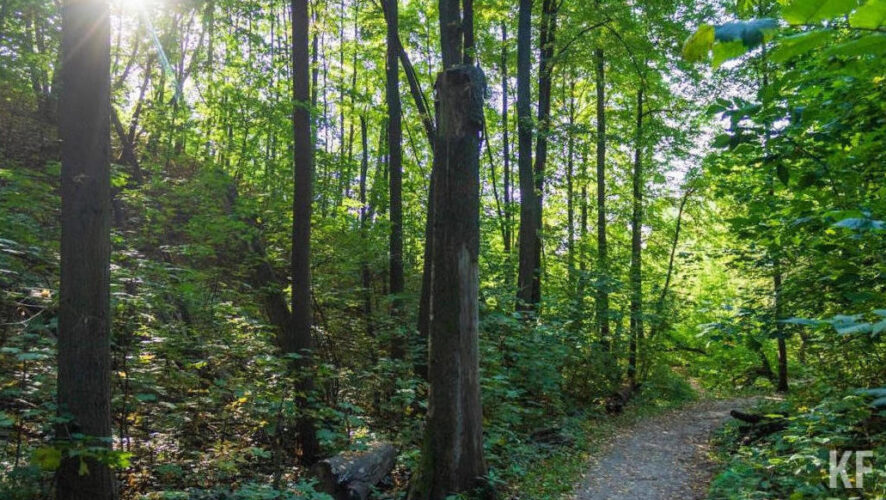 Жителям предлагают посадить дерево на территории местного лесничества.