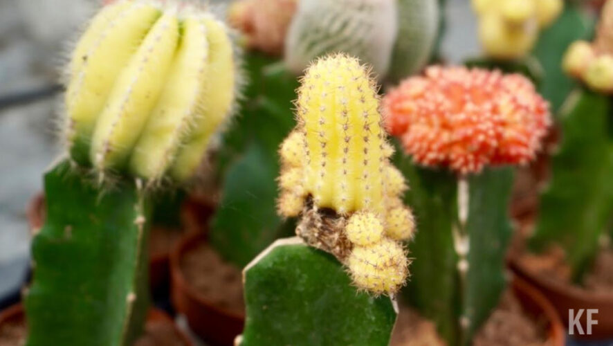 Организм ребенка более восприимчив к внешним раздражителям