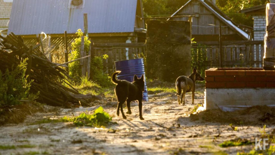 Денег на строительство приюта у города нет.
