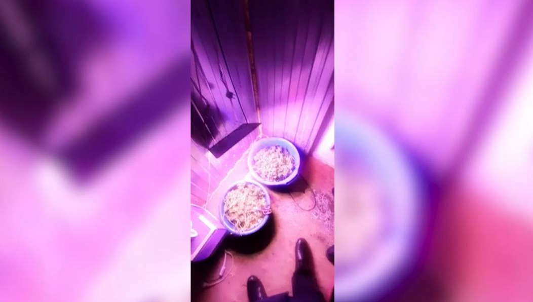 Теплица находилась в подвале дома.