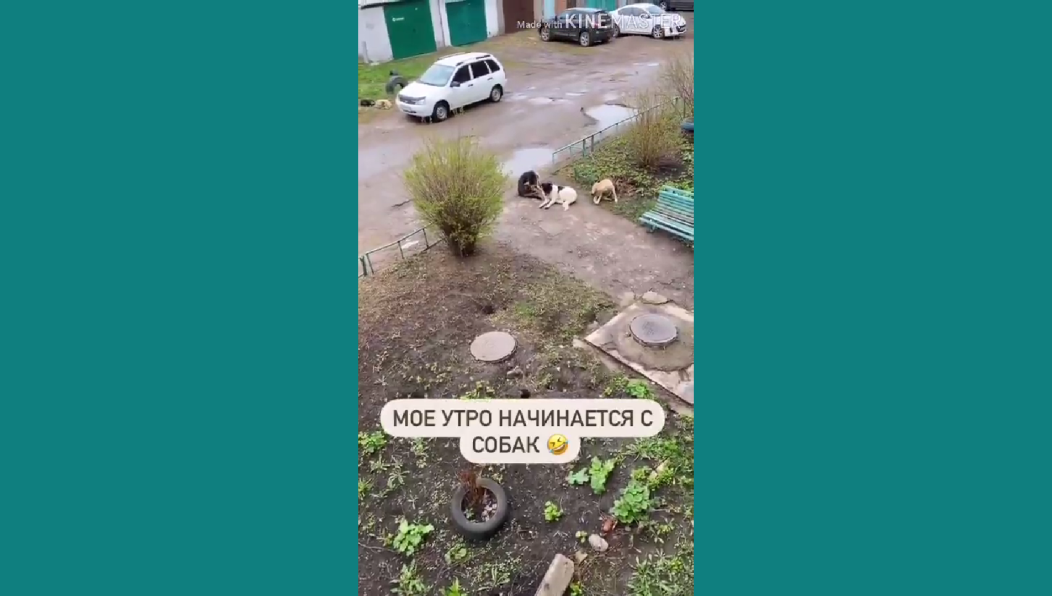 Проход на улицу ей не дают стаи собак.