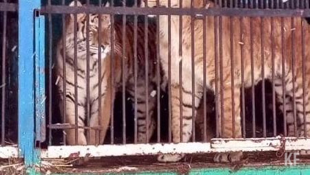 Добрые граждане уже начали скидываться деньгами на пропитание зверей.