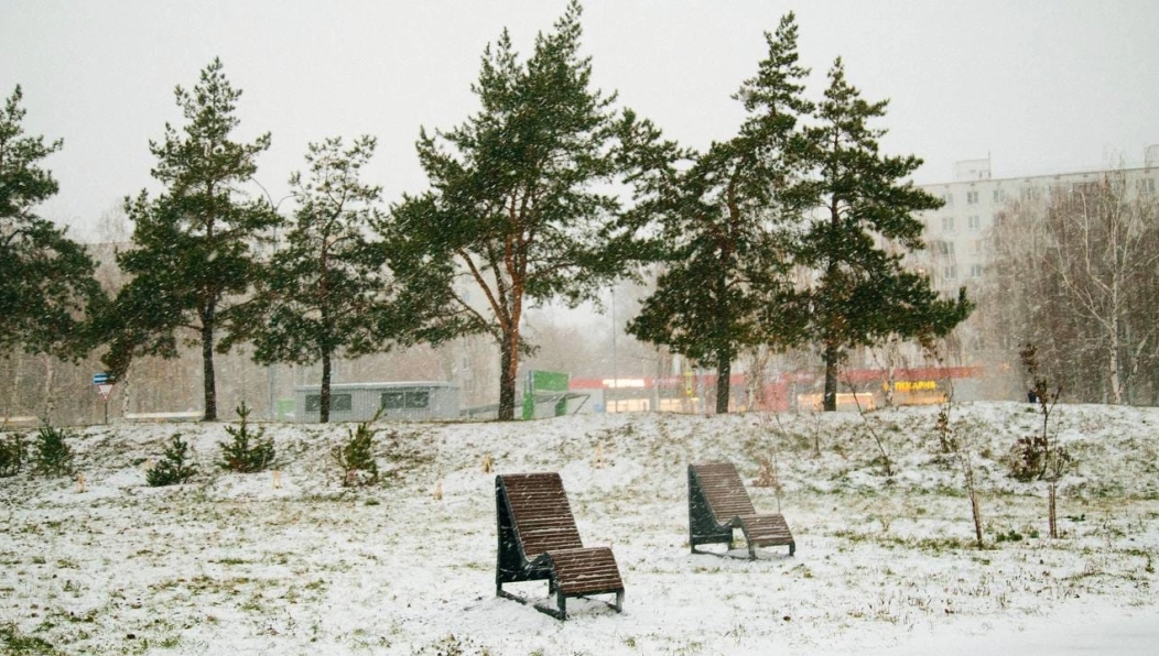 Ученые-экологи из Казани и Санкт-Петербурга презентовали муниципалитету и журналистам первые результаты многомесячного исследования челнинской растительности.