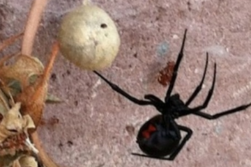 Пауки этого семейства уже укусили двоих человек.