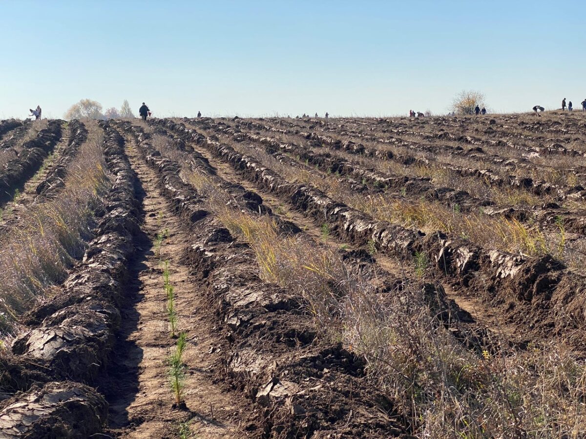 300 гектаров будущего леса и одно большое доброе дело. Как это было