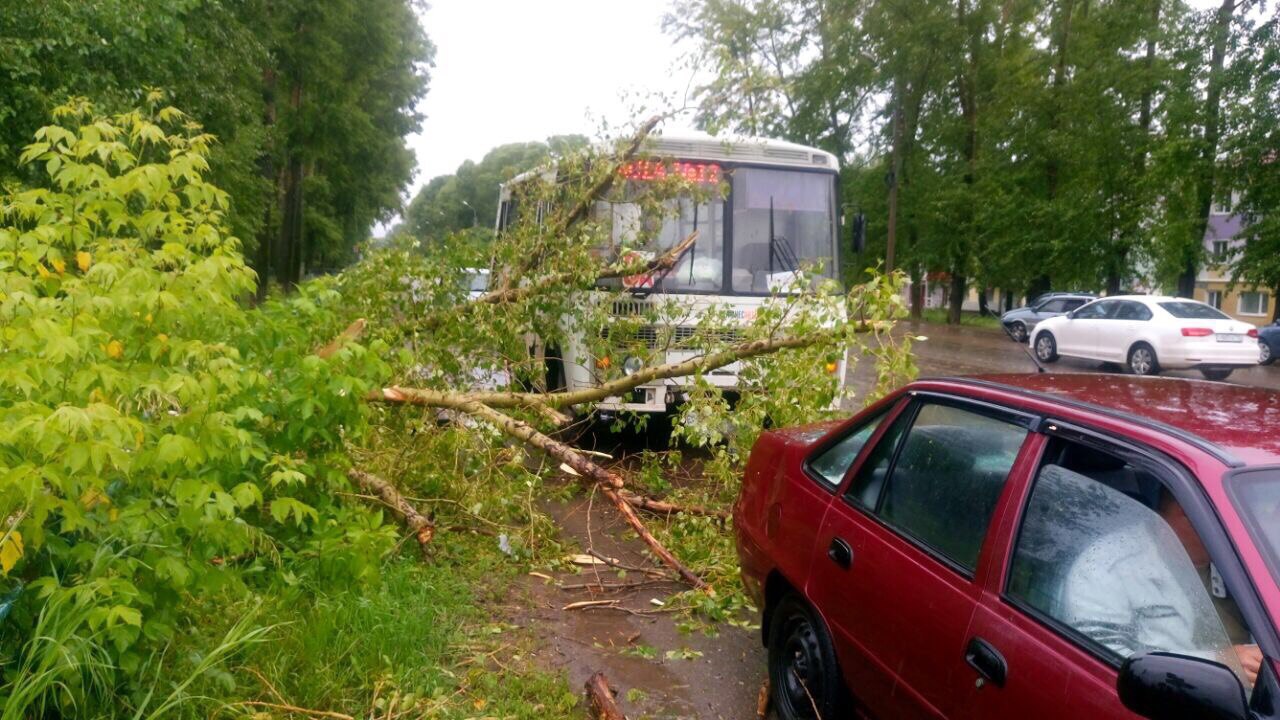В Бугульме дерево рухнуло на автобус 