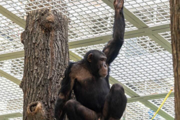 Также зоопарк пополнится гориллами