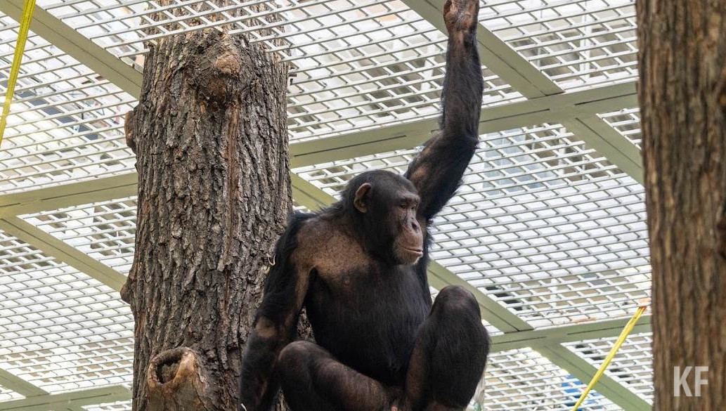 Также зоопарк пополнится гориллами