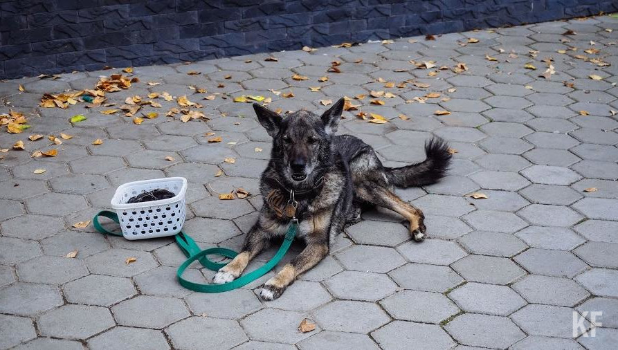 Акция направлена на решение проблемы бездомных животных.