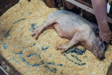 В угрожаемых зонах запрещено вывозить свиней