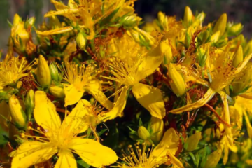 Специалисты КФУ исследуют целебные свойства дикорастущих растений Татарстана.