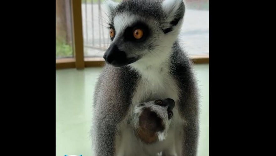 Малыш не боится людей и доверяет им.