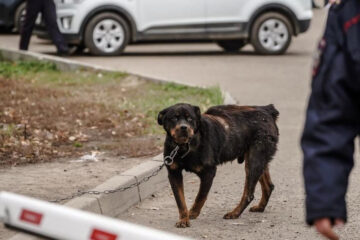 Из-за страшного нападения бойцовской собаки на ребенка в Пушкино возобновились призывы ввести разрешение на владение животными по аналогии с оружием.