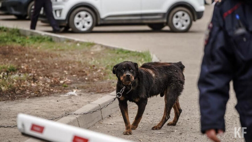 Из-за страшного нападения бойцовской собаки на ребенка в Пушкино возобновились призывы ввести разрешение на владение животными по аналогии с оружием.