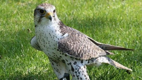 Сумма проекта составила 1