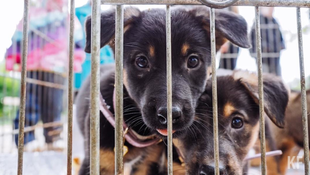 Мероприятие пройдет 12 сентября с 11:00 до 13:00.