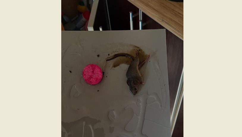 Горожане жалуются в Телеграм-канале мэра.