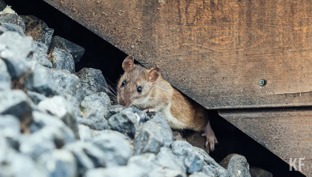 Один из горожан пожаловался на нарушение санитарных норм.