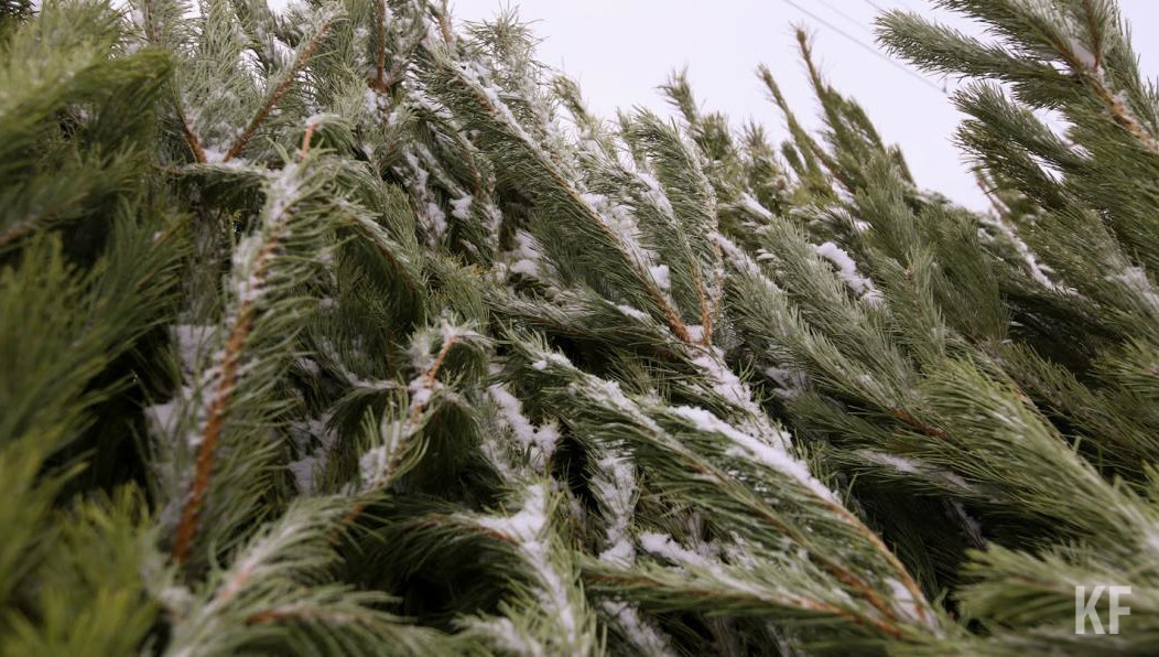 Некоторых ожидает уголовная ответственность.