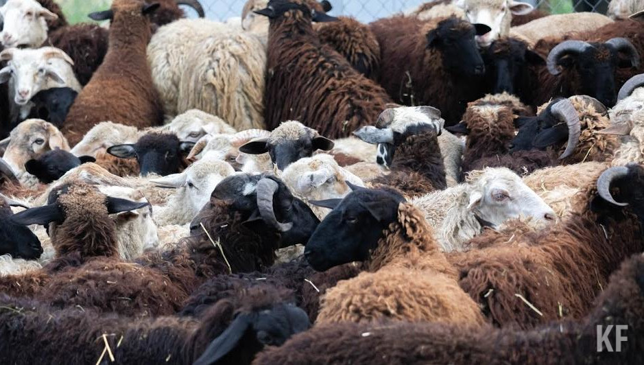 На данный момент в республике имеется 50 официальных площадок для этих целей.