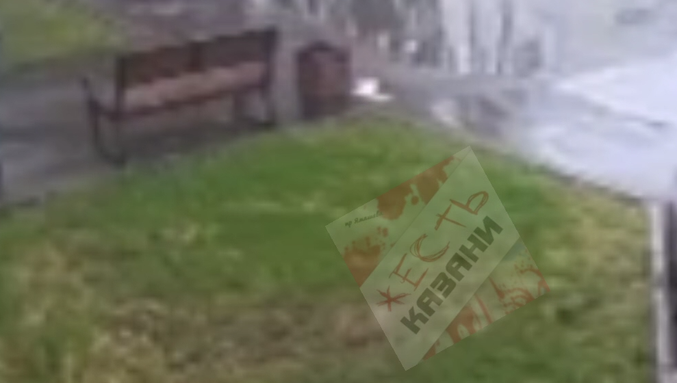 Животное получило сильные ушибы внутренних органов.