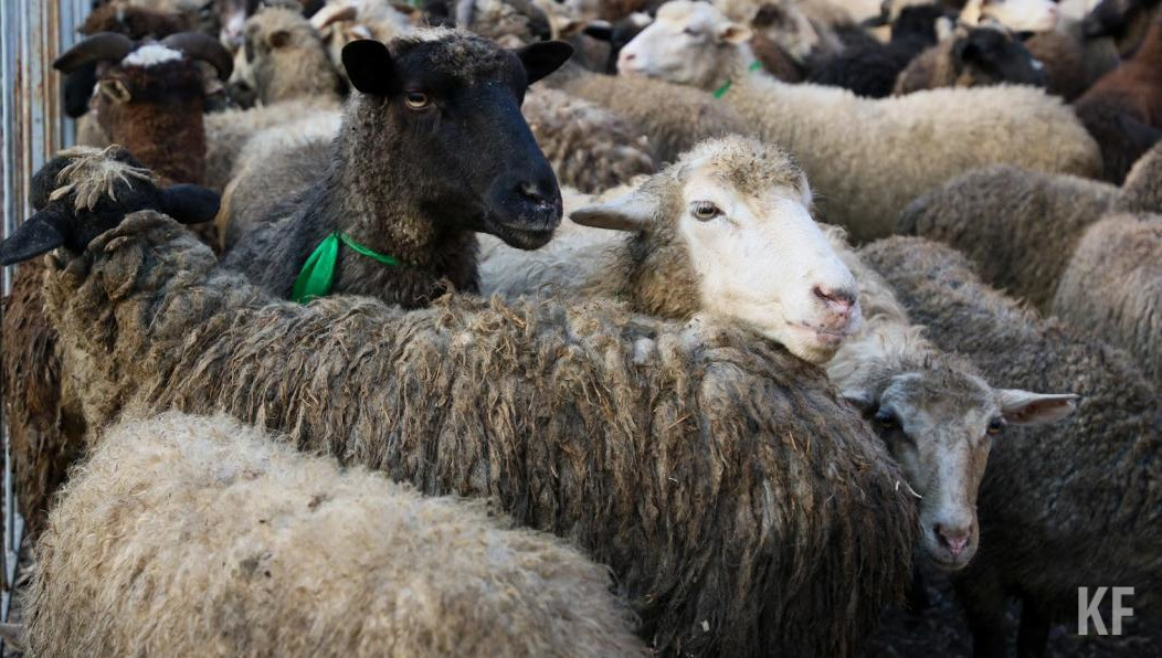 Мусульманский праздник отметят 28 июня.