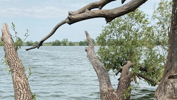 Еще несколько дней назад водоем был мутно-зеленым.