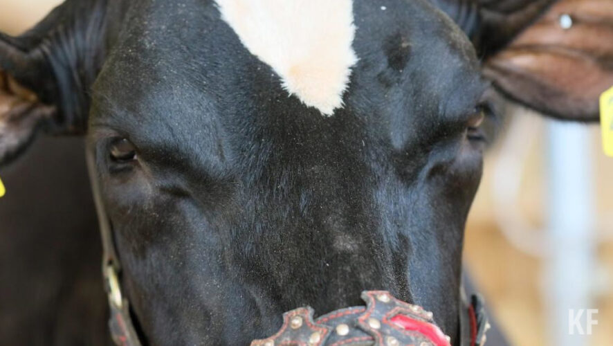 Стоимость буренок оценили в 240 тысяч рублей.